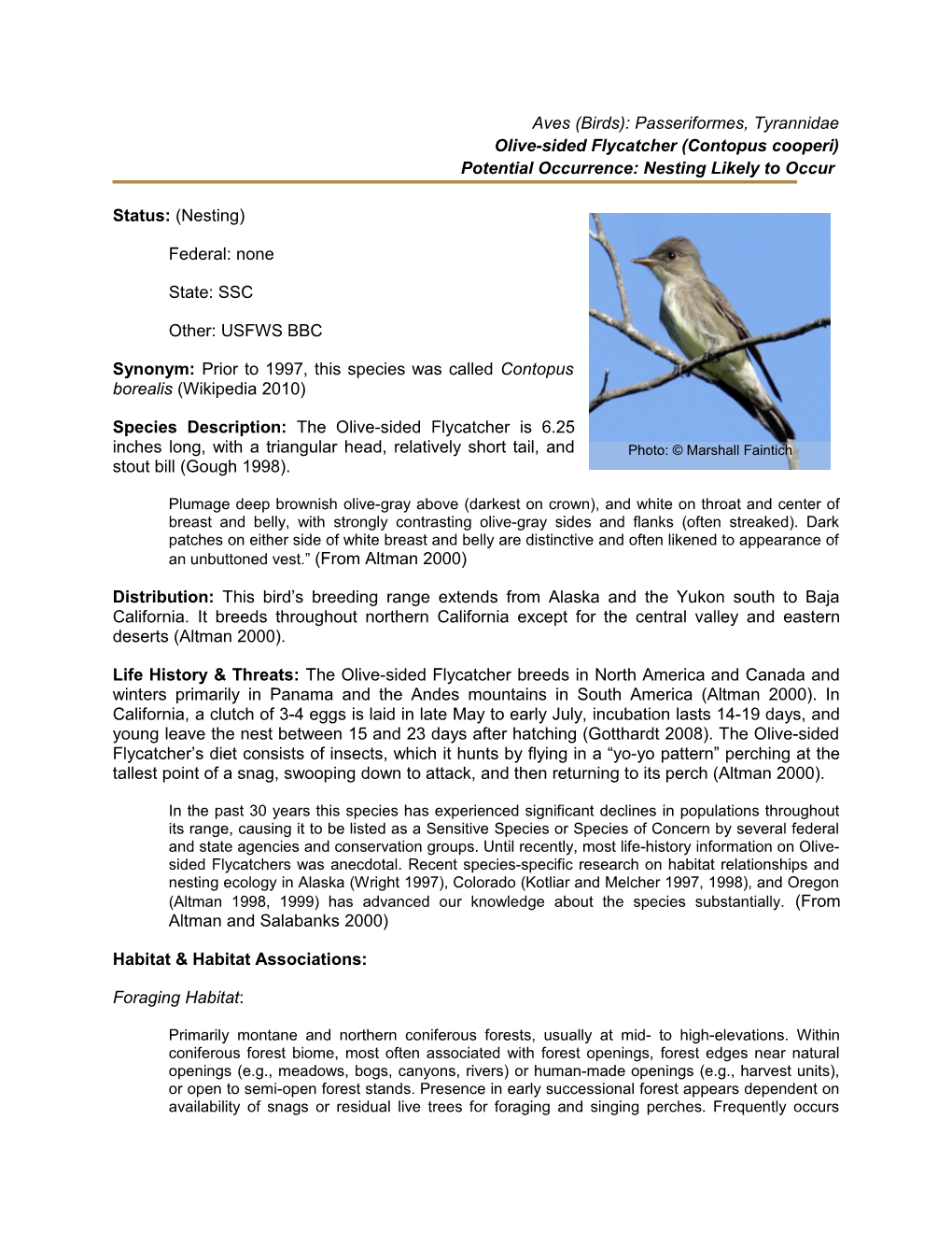 Olive-Sided Flycatcher (Contopus Cooperi)