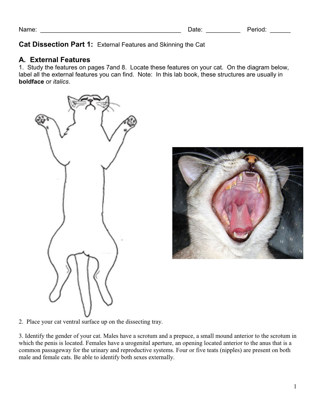 Cat Dissection Part 1: External Features and Skinning the Cat