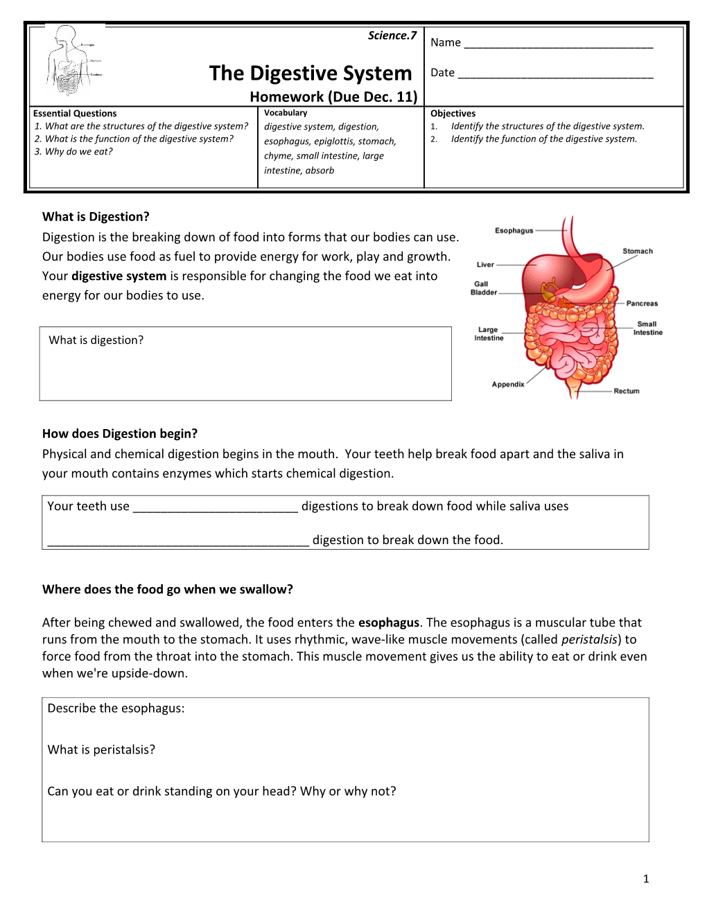 What Are the Structures of the Digestive System?