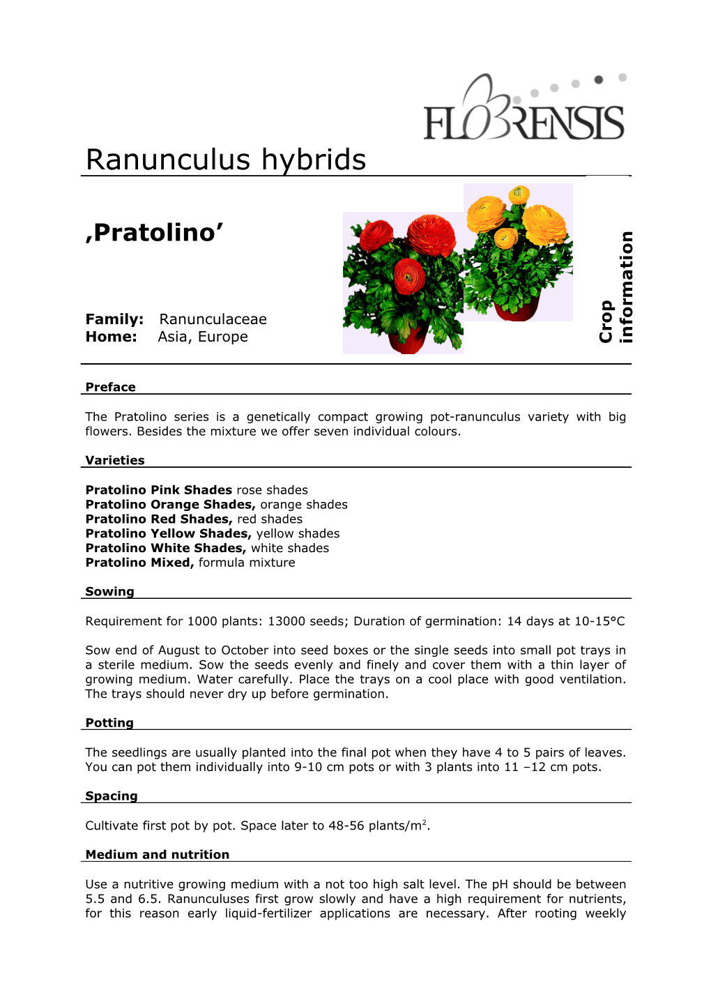 Ranunculus Hybrids