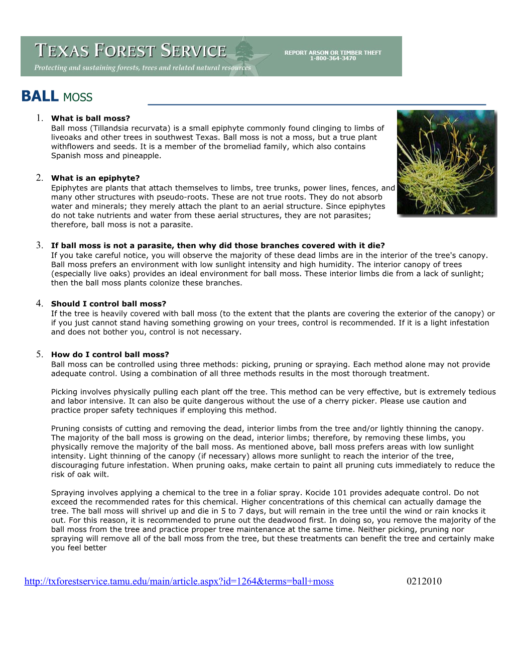 What Is Ball Moss? Ball Moss (Tillandsia Recurvata) Is a Small Epiphyte Commonly Found