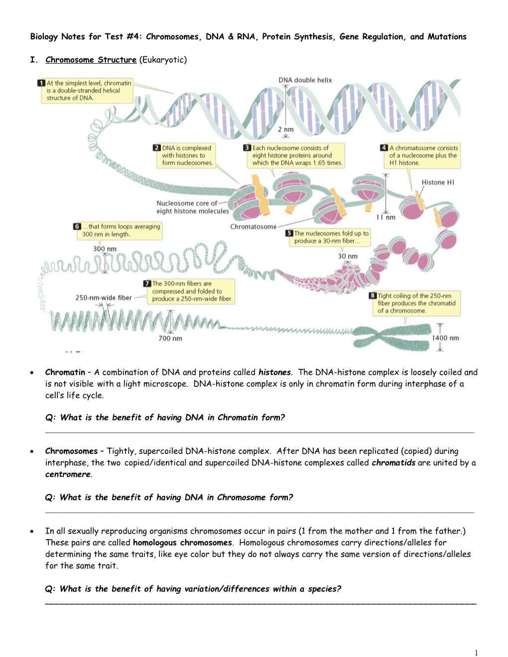 Biology Notes for Test #4: Chromosomes, DNA & RNA Structure, DNA Replication, Protein Synthesis