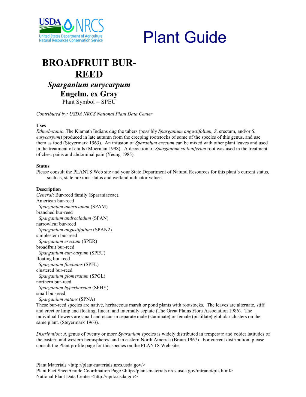 Broadfruit Bur-Reed