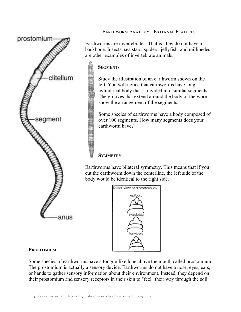 Earthworm Anatomy - External Features