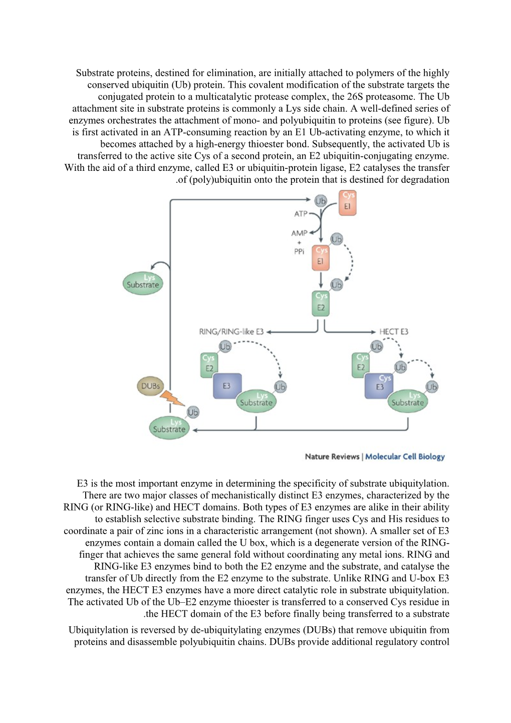 Substrate Proteins, Destined for Elimination, Are Initially Attached to Polymers of The