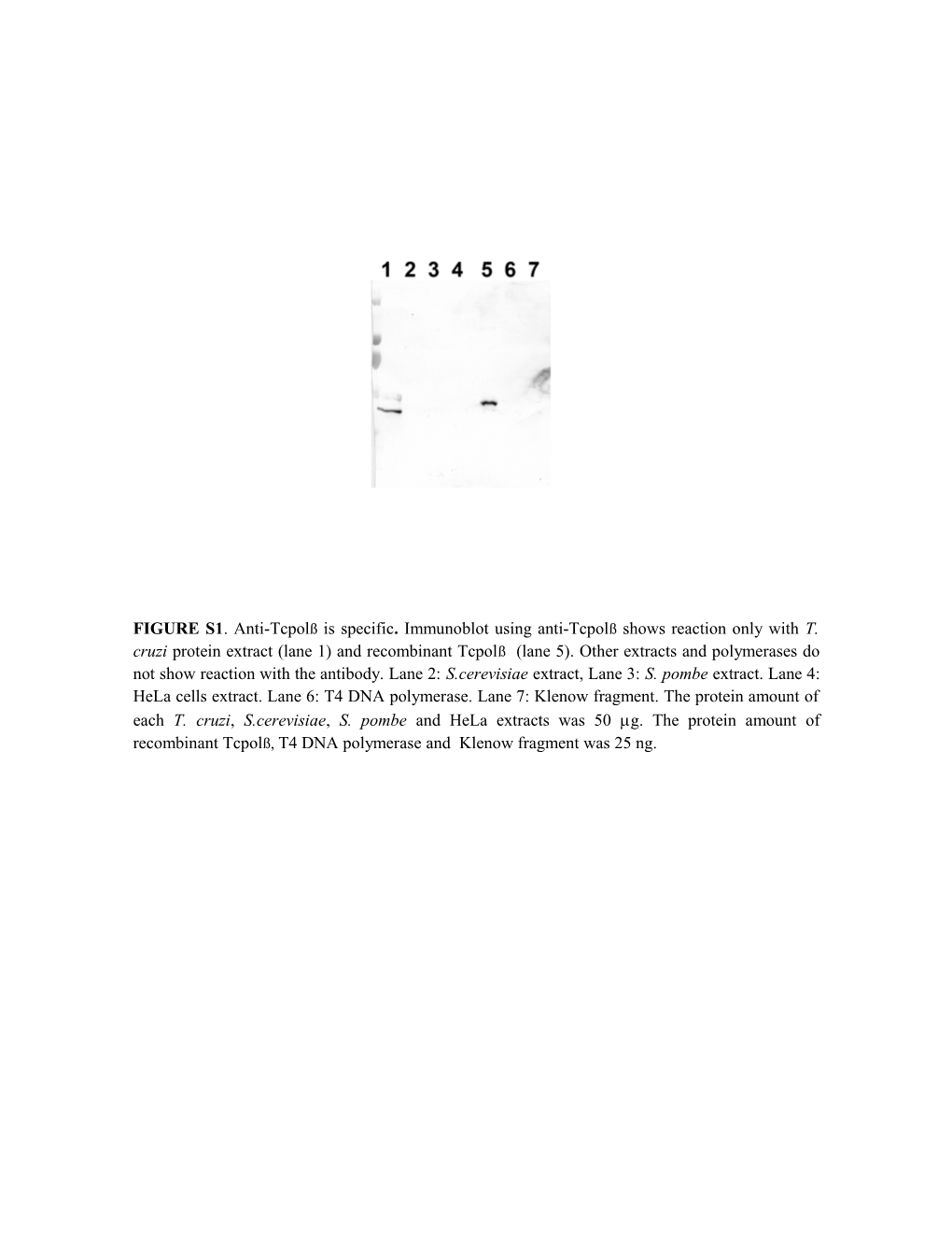 FIGURE S1. Anti-Tcpolß Is Specific. Immunoblot Using Anti-Tcpolßshows Reaction Only With