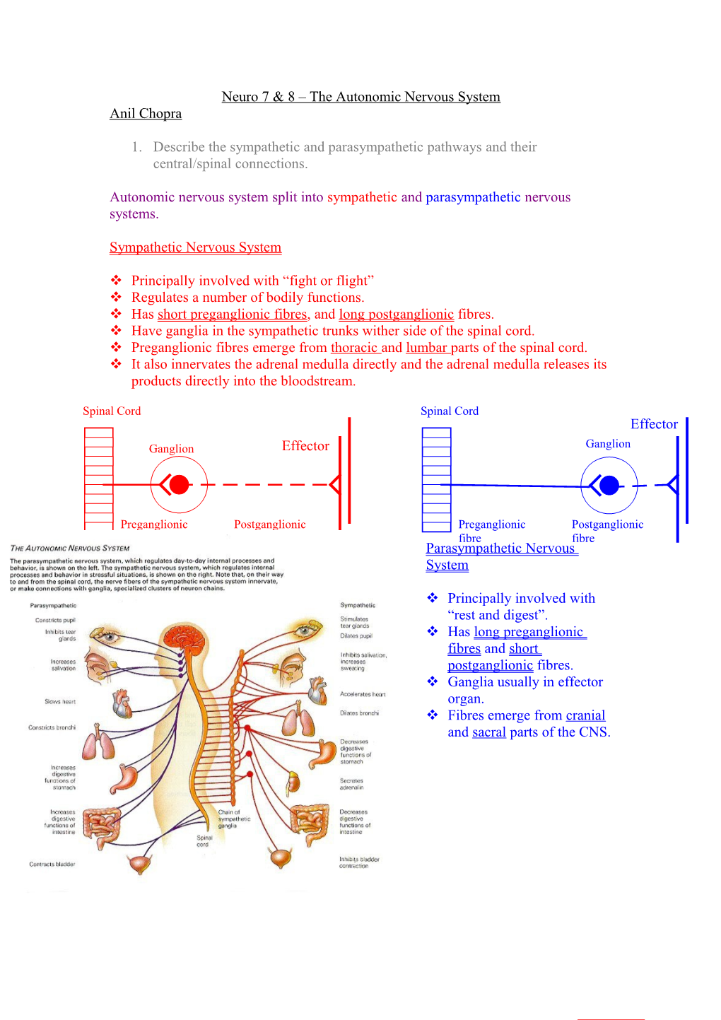 Neuro 7 & 8 the Autonomic Nervous System