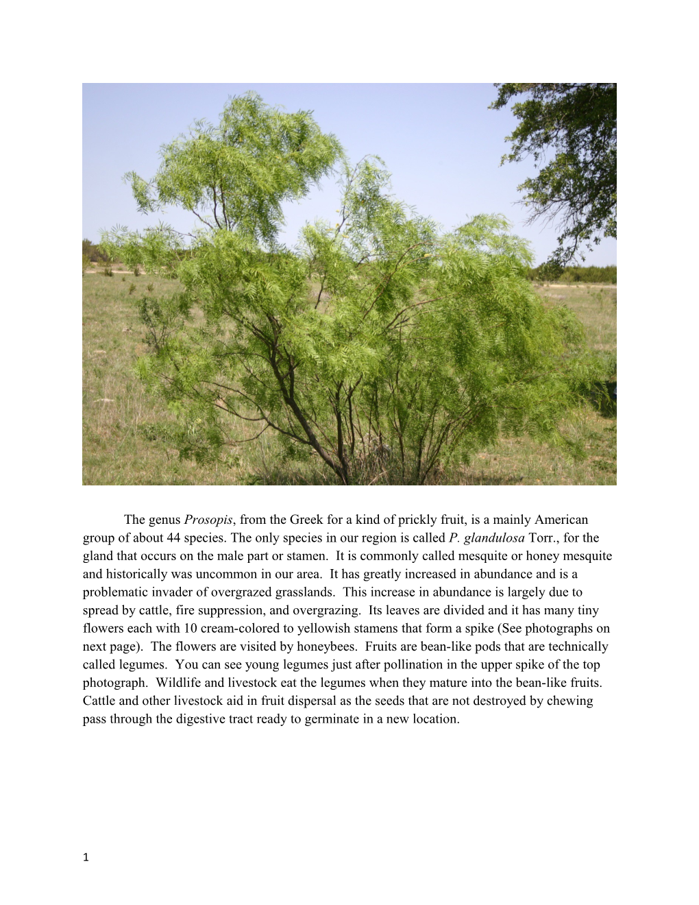 The Genus Prosopis, from the Greek for a Kind of Prickly Fruit, Is a Mainly American Group