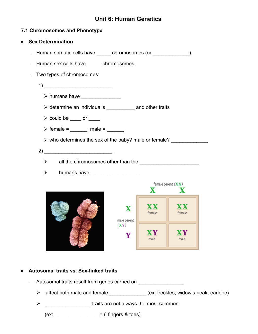 Unit 6: Human Genetics