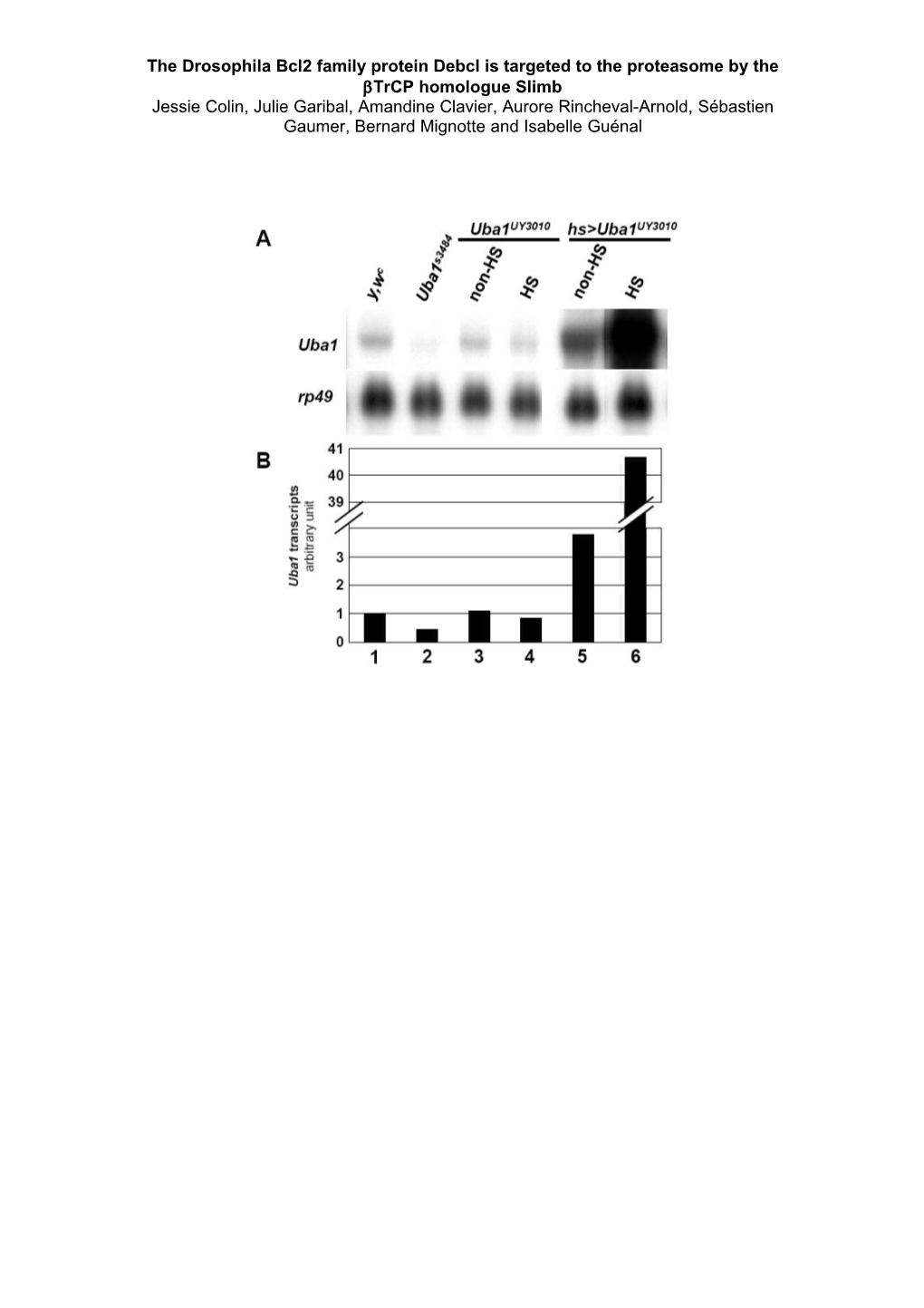 The Drosophila Bcl2 Family Protein Debcl Is Targeted to the Proteasome by the Btrcp Homologue