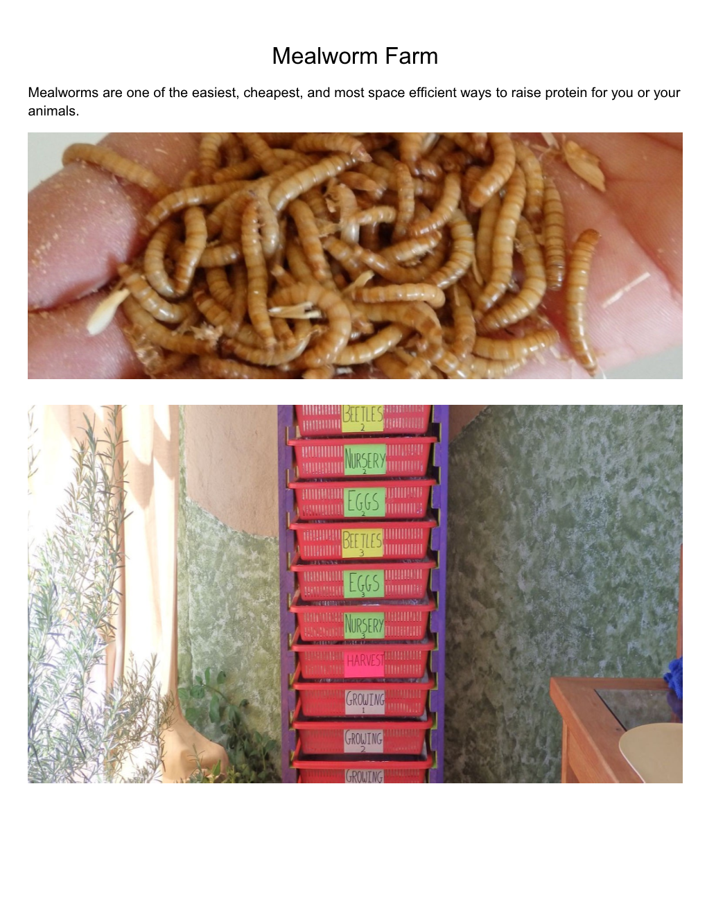 Mealworm Farm