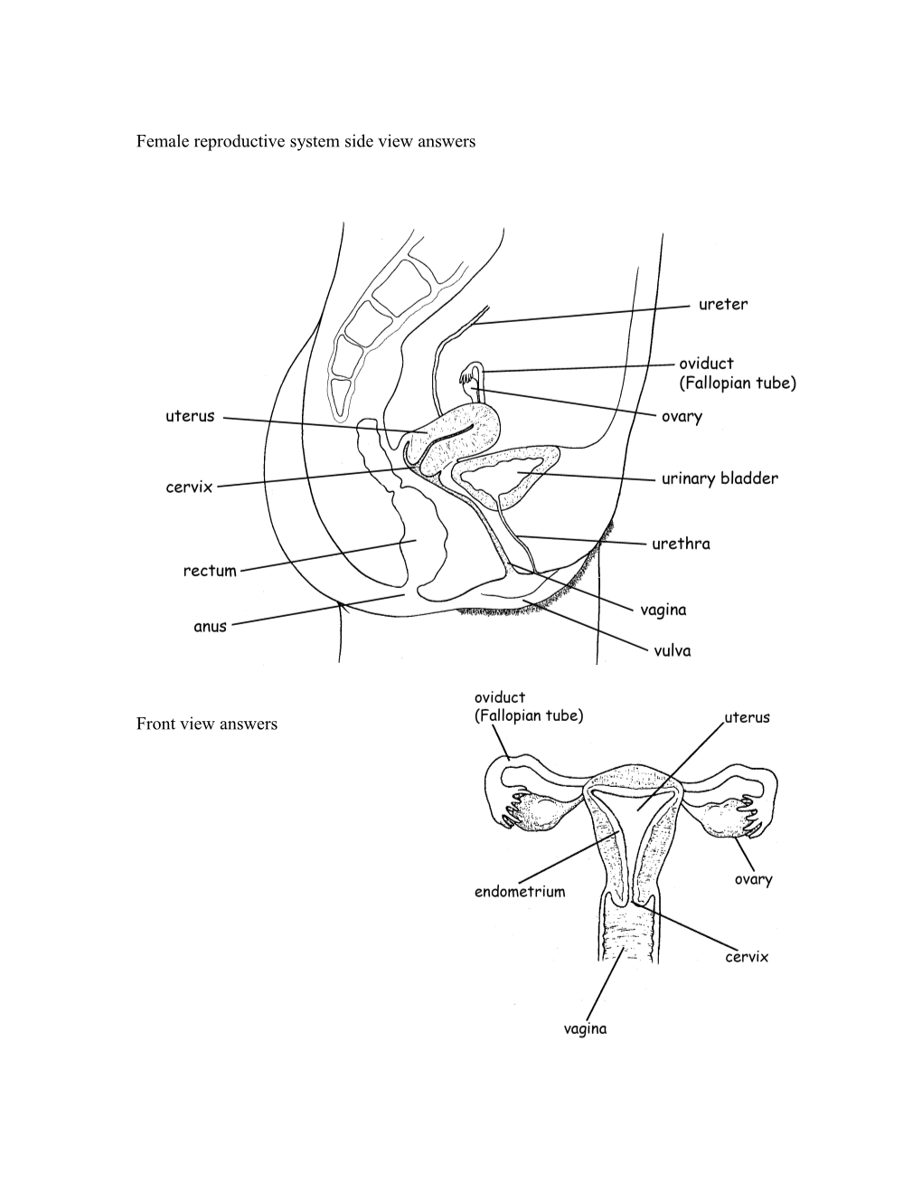 Female Reproductive System Side View Answers