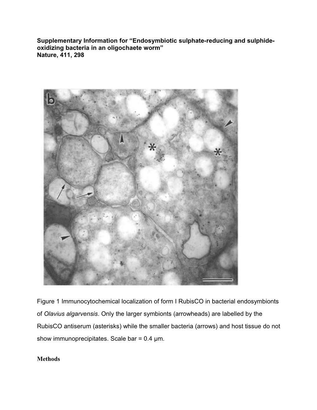 Supplementary Information for Endosymbiotic Sulphate-Reducing and Sulphide-Oxidizing Bacteria