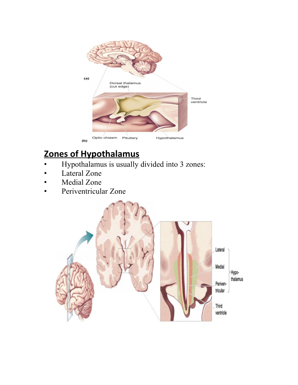 Physiology of the Hypothalamus
