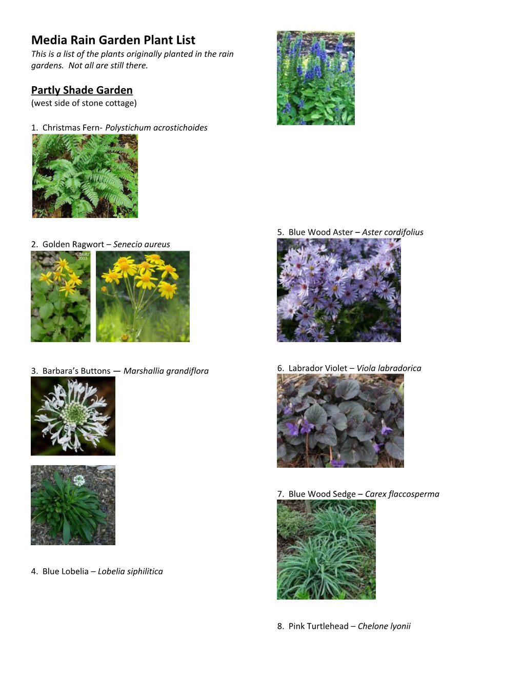 Media Rain Garden Plant List