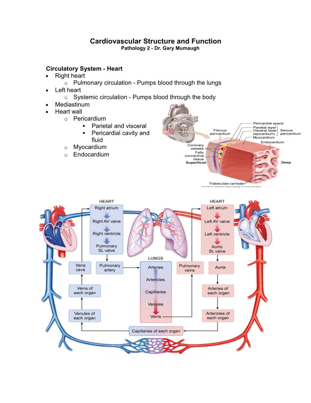 Cardiovascular Structure and Function