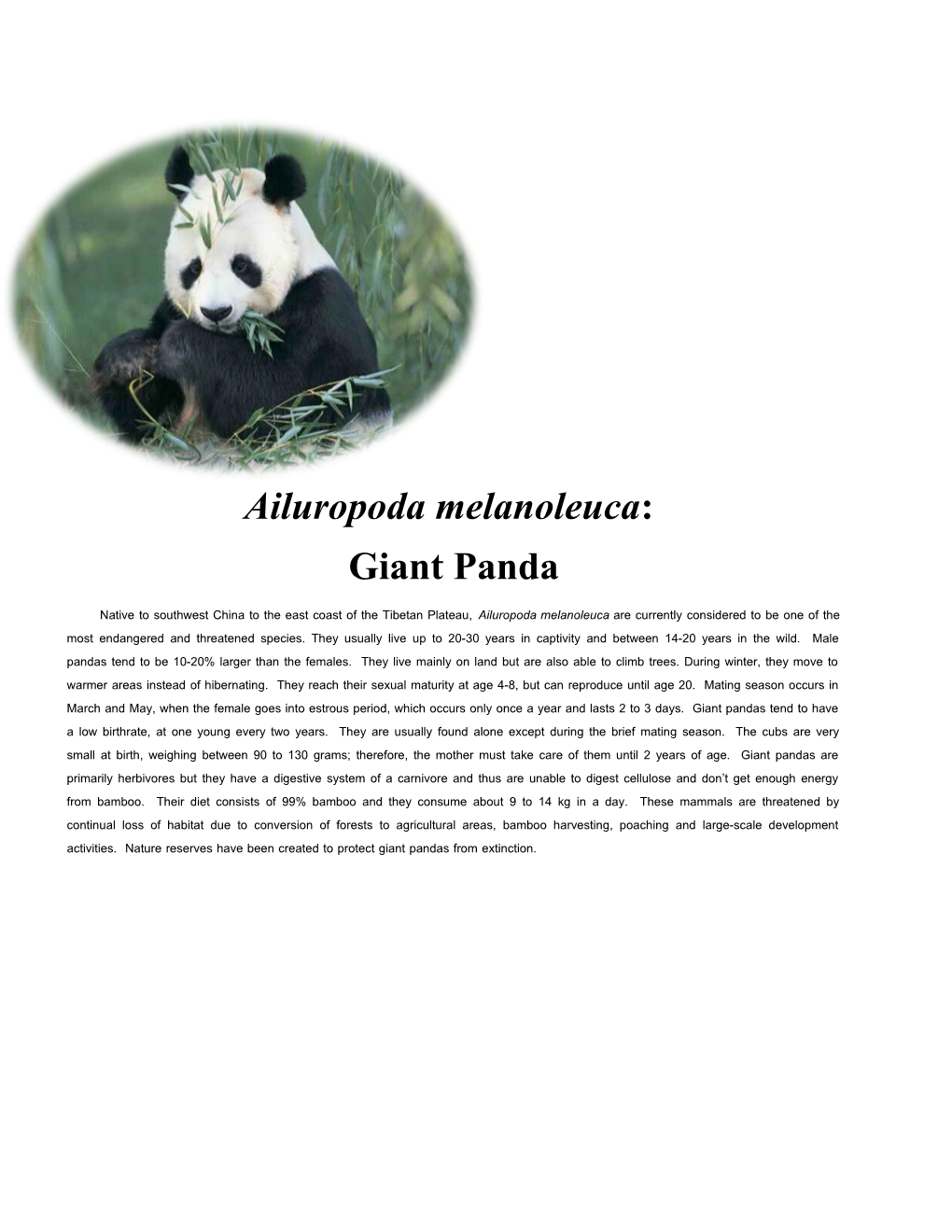 Ailuropoda Melanoleuca (Giant Panda)