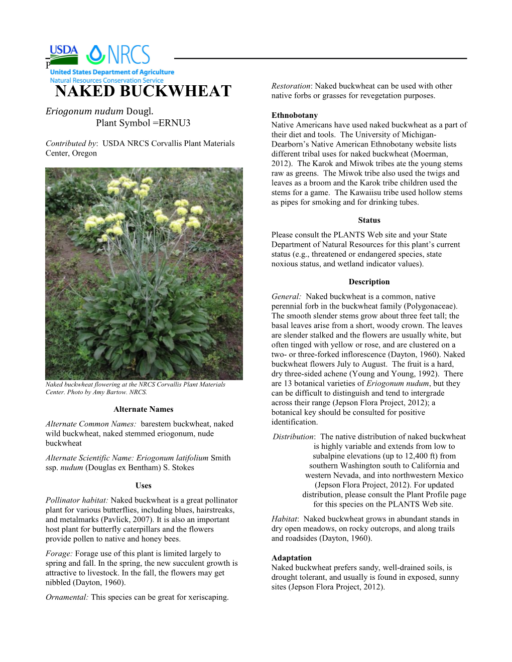 Naked Buckwheat
