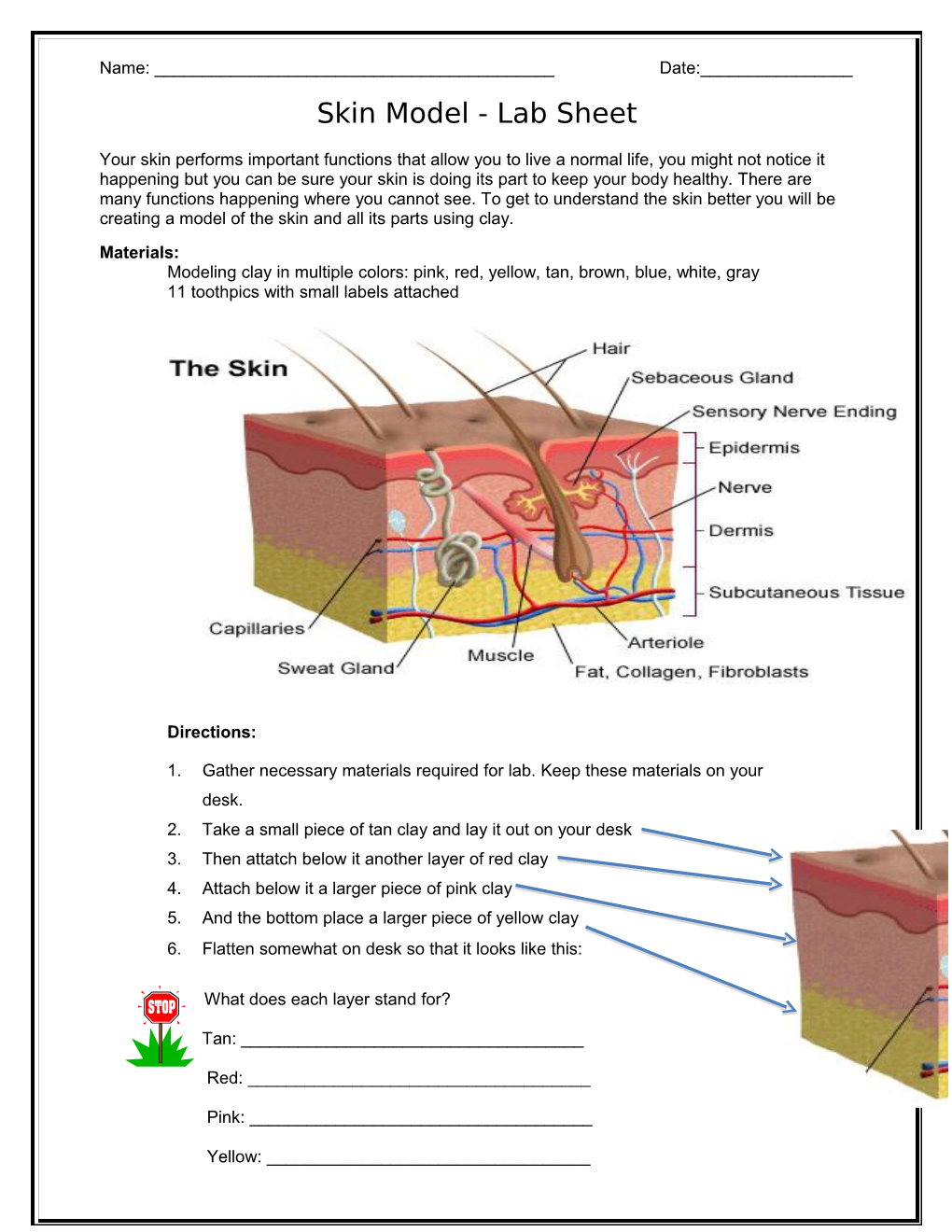 Skin Model- Lab Sheet