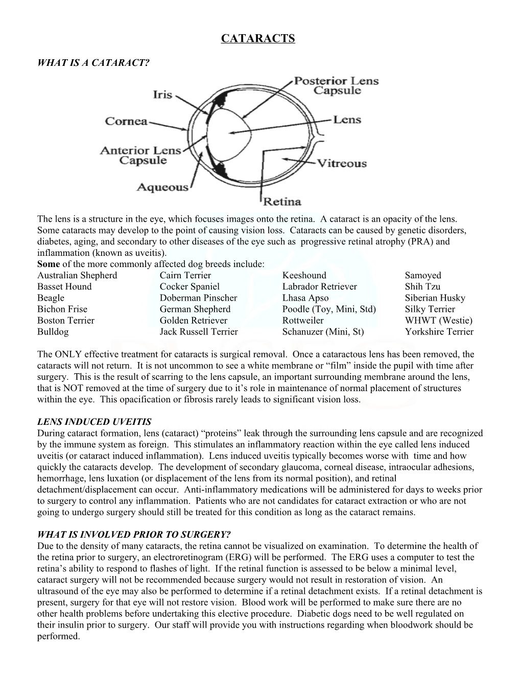 Cataracts in Dogs