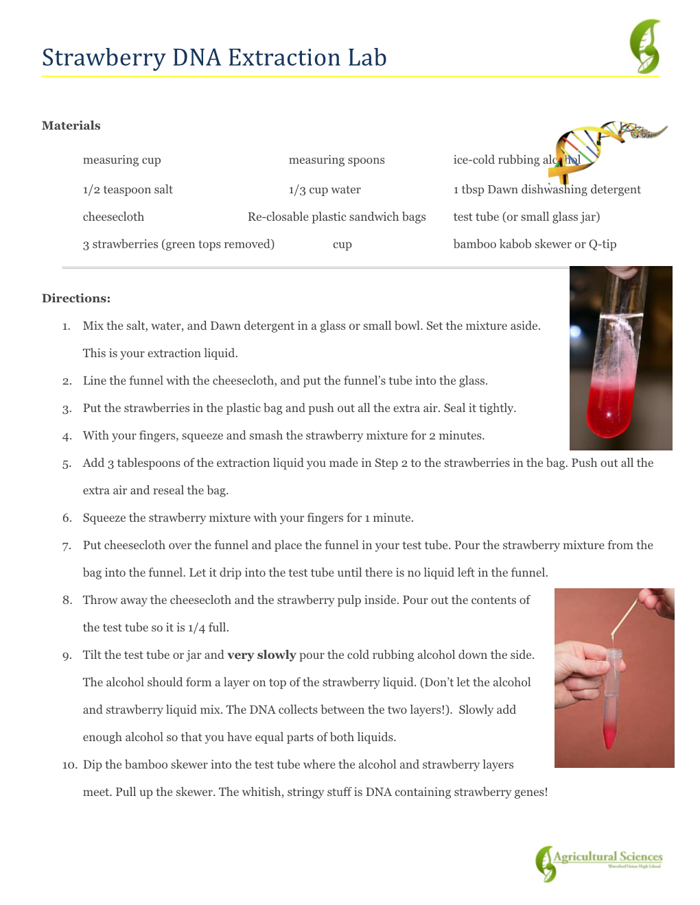 Strawberry DNA Extraction Lab