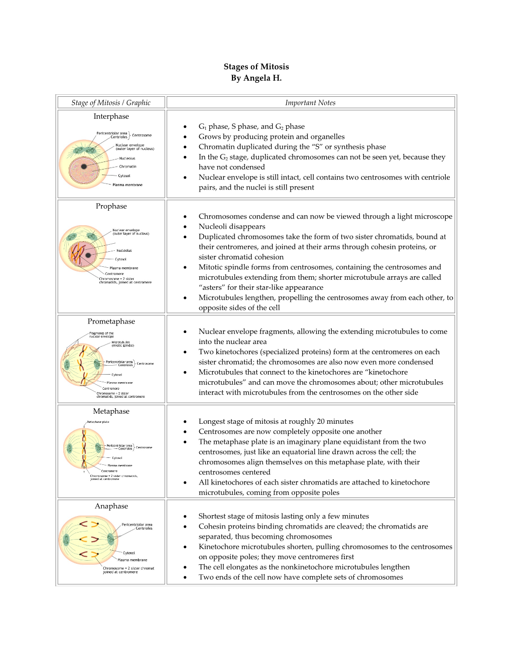 Stages of Mitosis