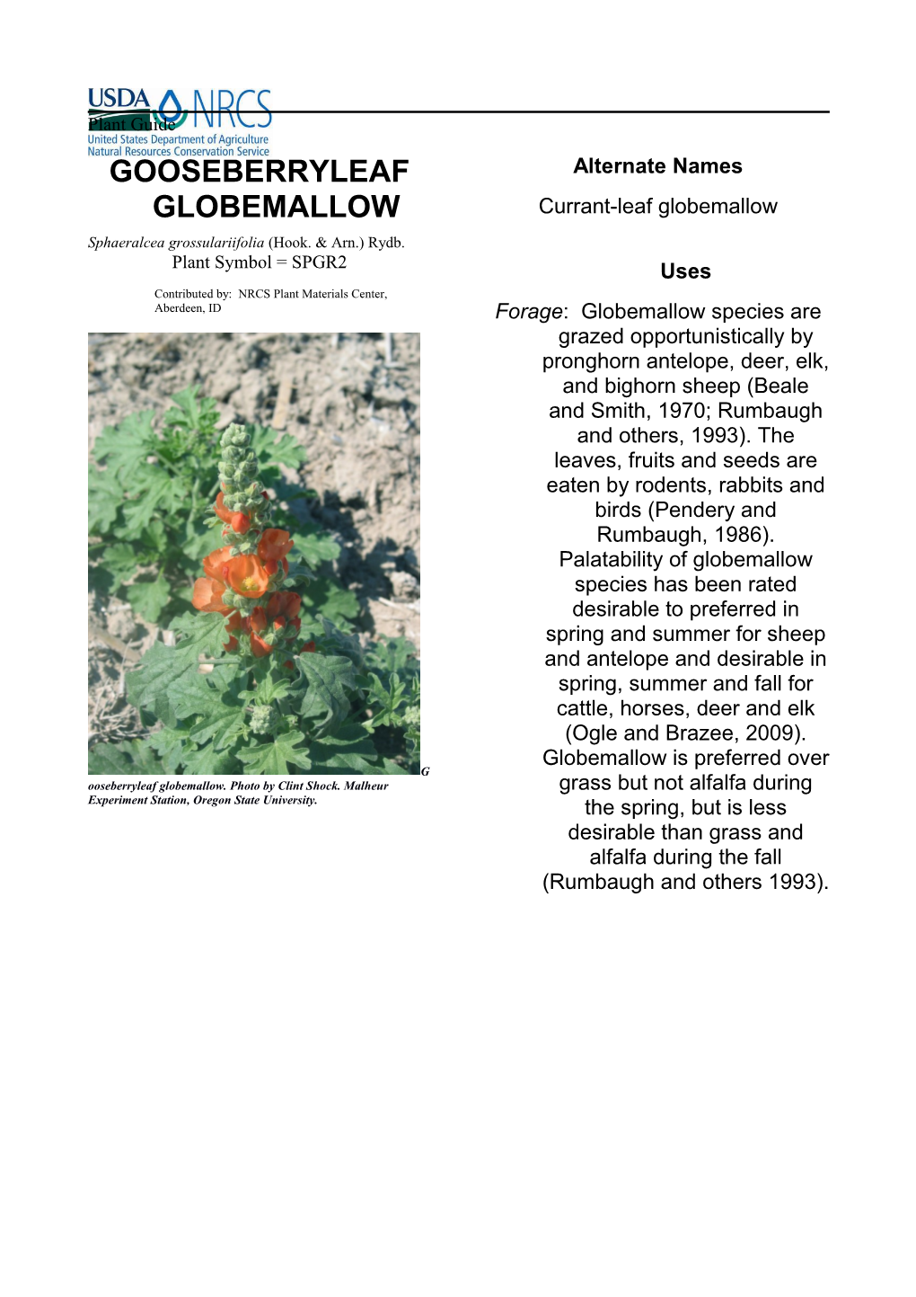 Plant Guide for Gooseberryleaf Globemallow (Sphaeralcea Grossulariifolia)