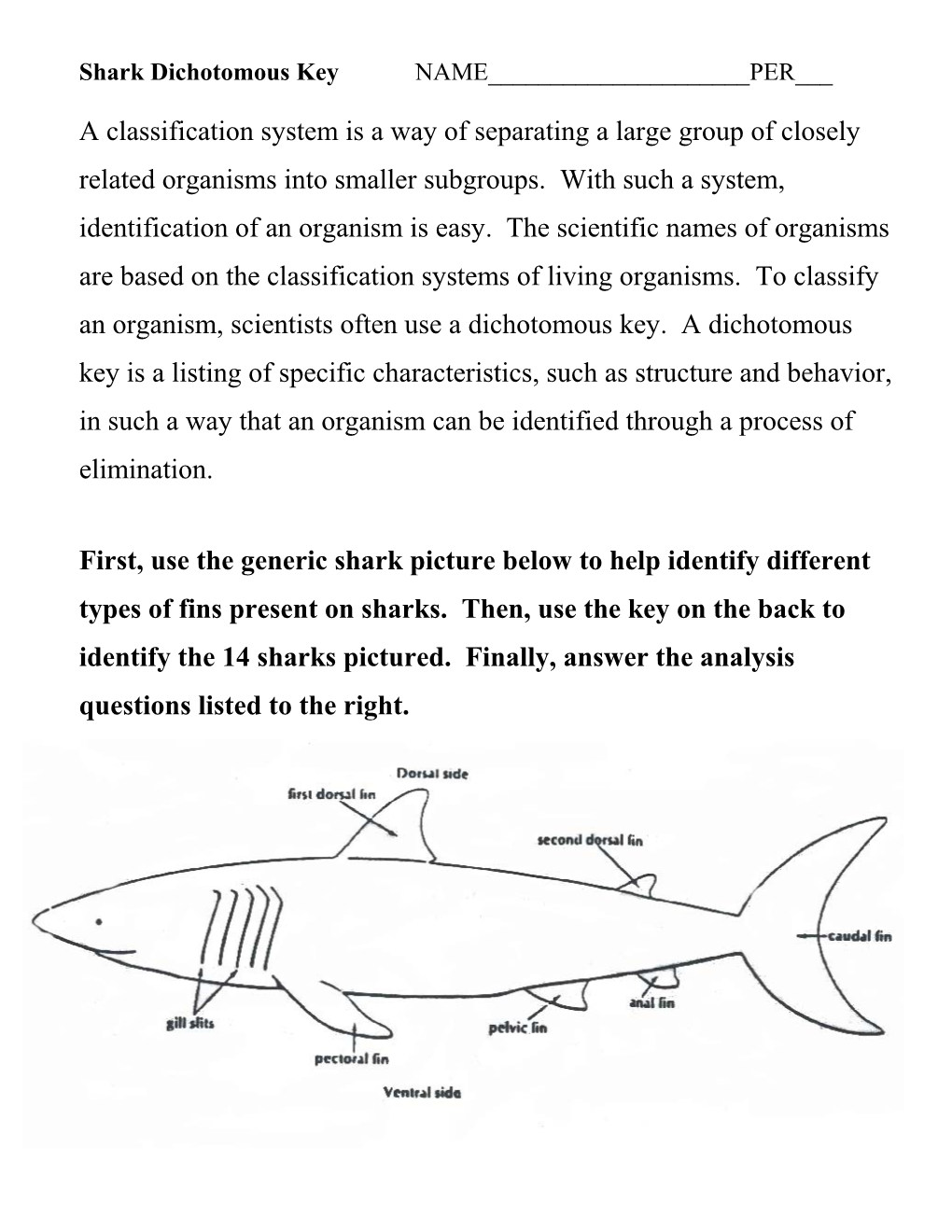 Shark Dichotomous Key