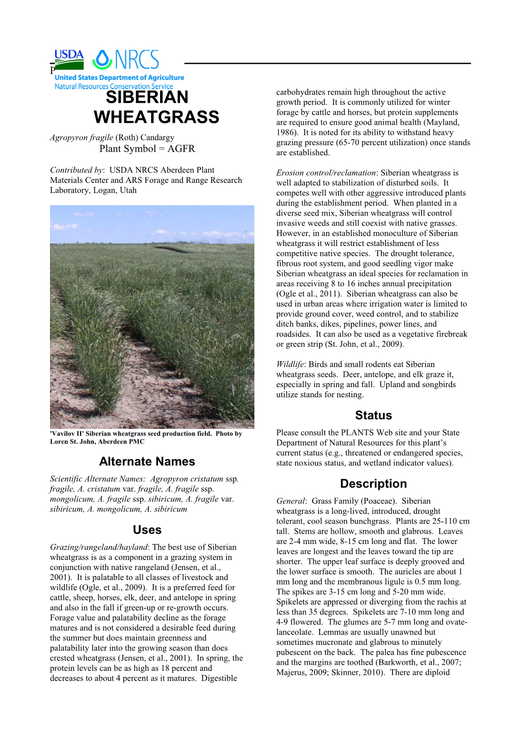 Plant Guide for Siberian Wheatgrass (Agropyron Fragile)