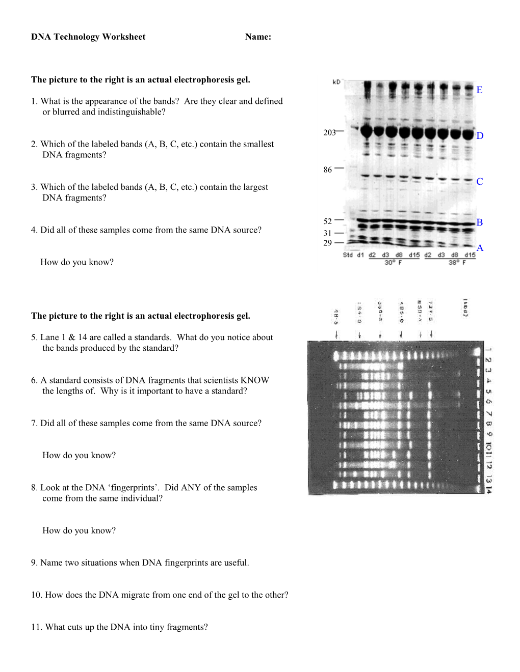 DNA Technology Worksheet