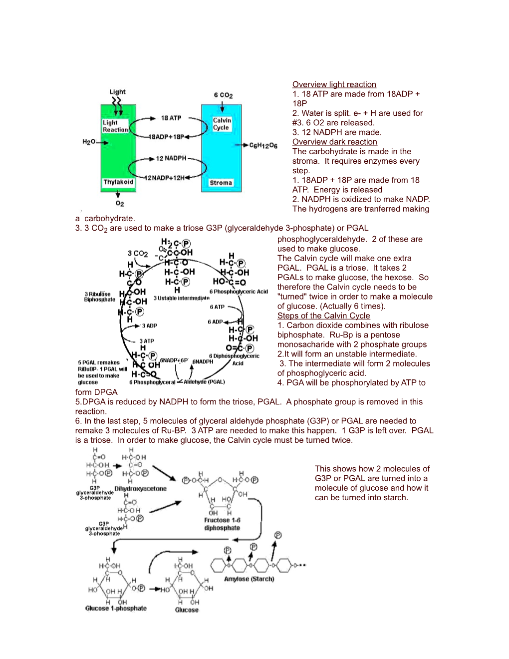 Photosynthesis- Is the Process That Converts Light Energy Into Chemical Energy