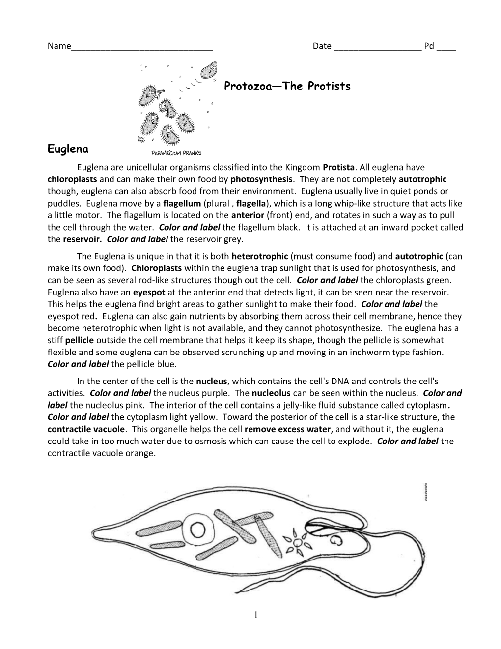 Protists the Protozoans Packet