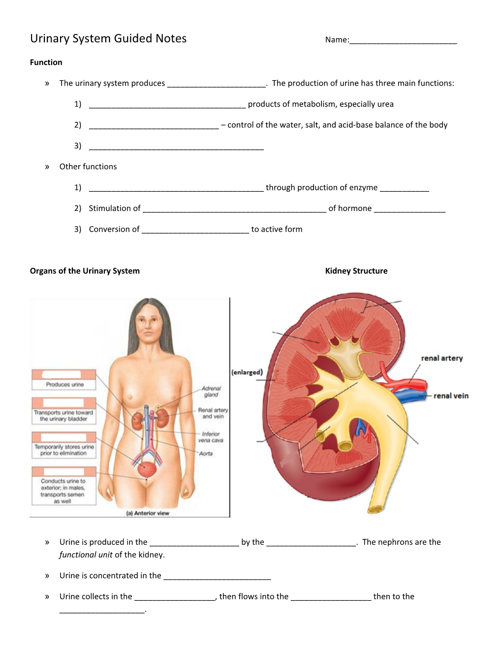 Urinary System Guided Notes Name:______