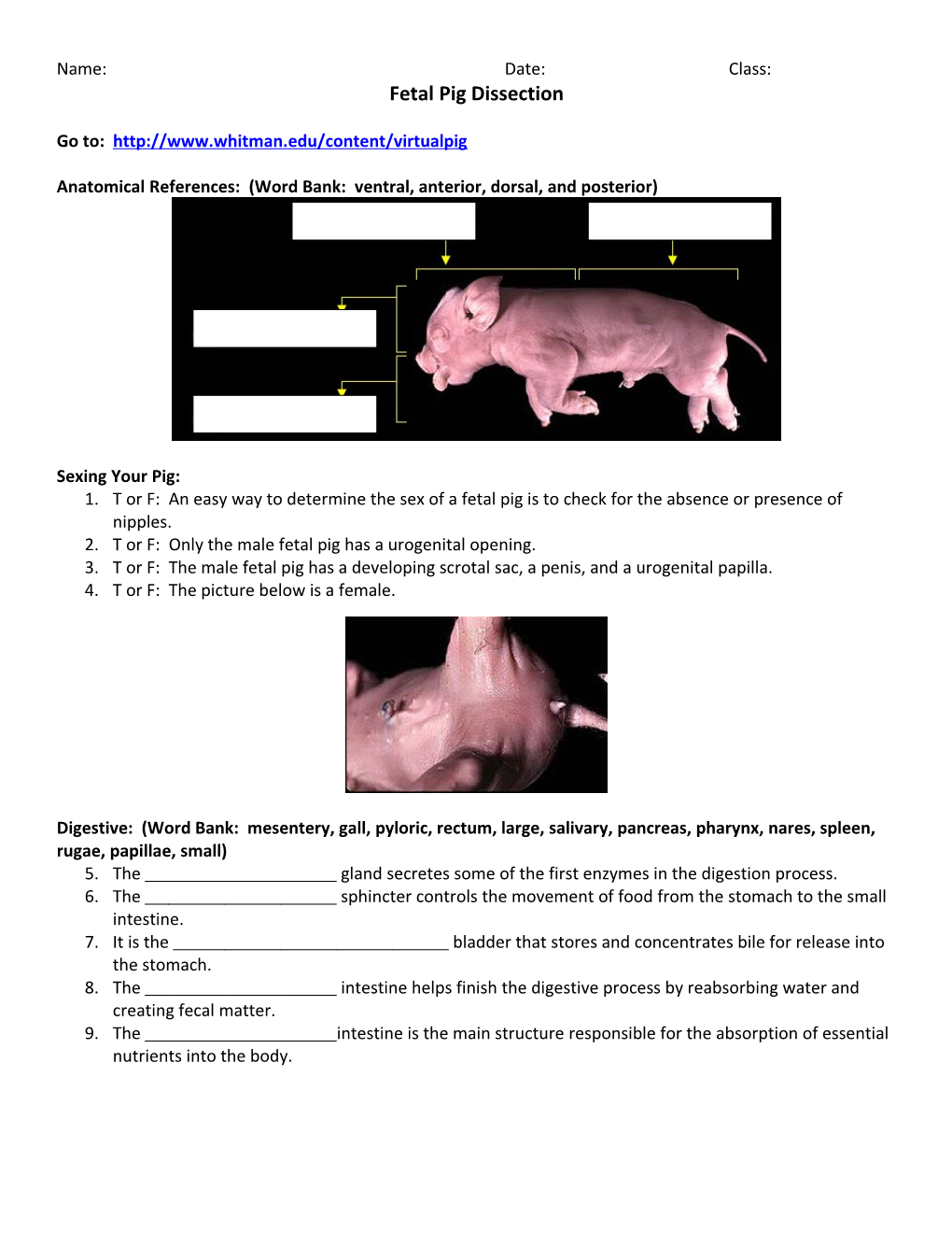 Anatomical References: (Word Bank: Ventral, Anterior, Dorsal, and Posterior)