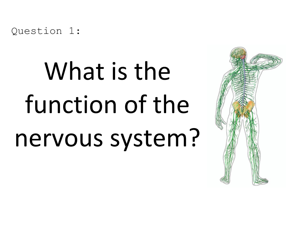 What Is the Function of the Nervous System?