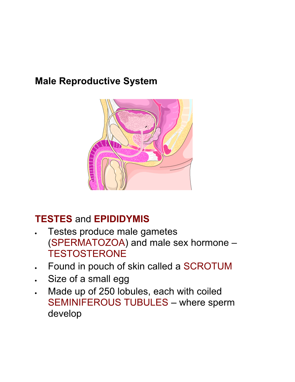 Male Reproductive System s1