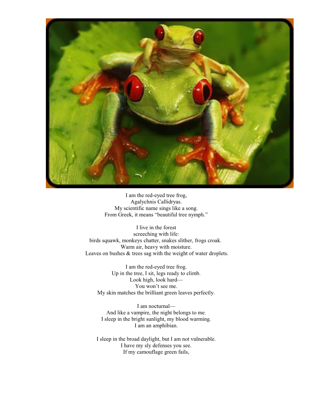 I Am the Red-Eyed Tree Frog