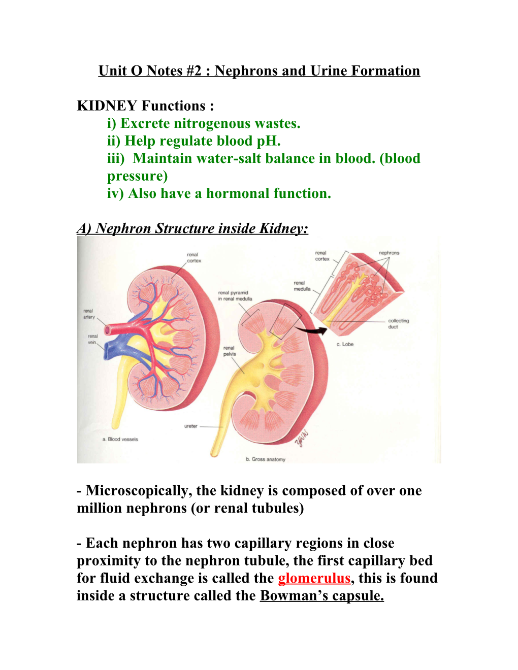 Unit O Notes #2 : Nephrons and Urine Formation