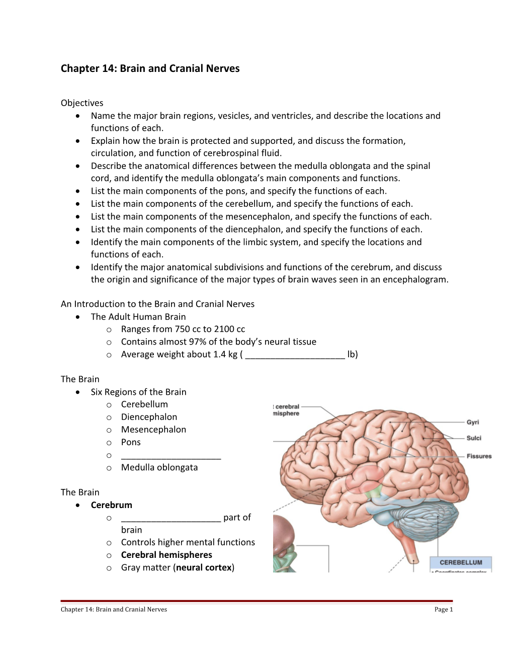 Chapter 14: Brain and Cranial Nerves
