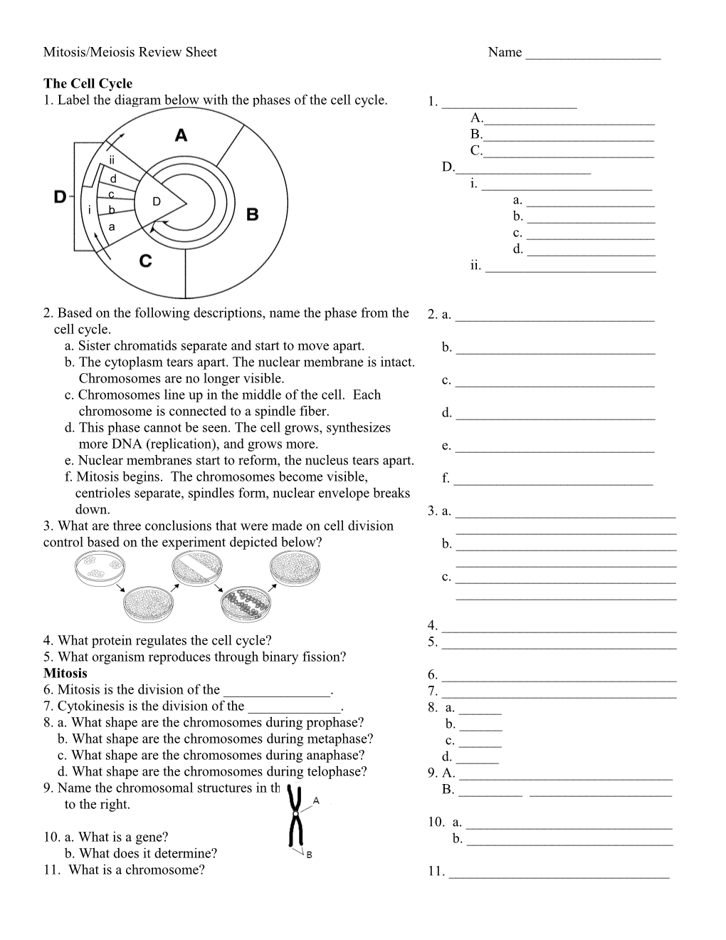 Mitosis/Meiosis Review Sheet Name ______