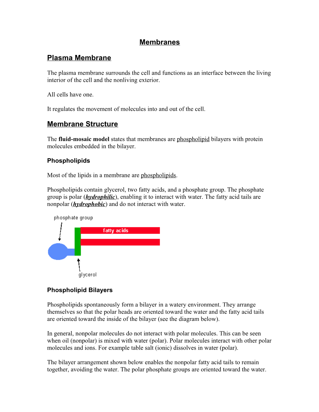 Plasma Membrane