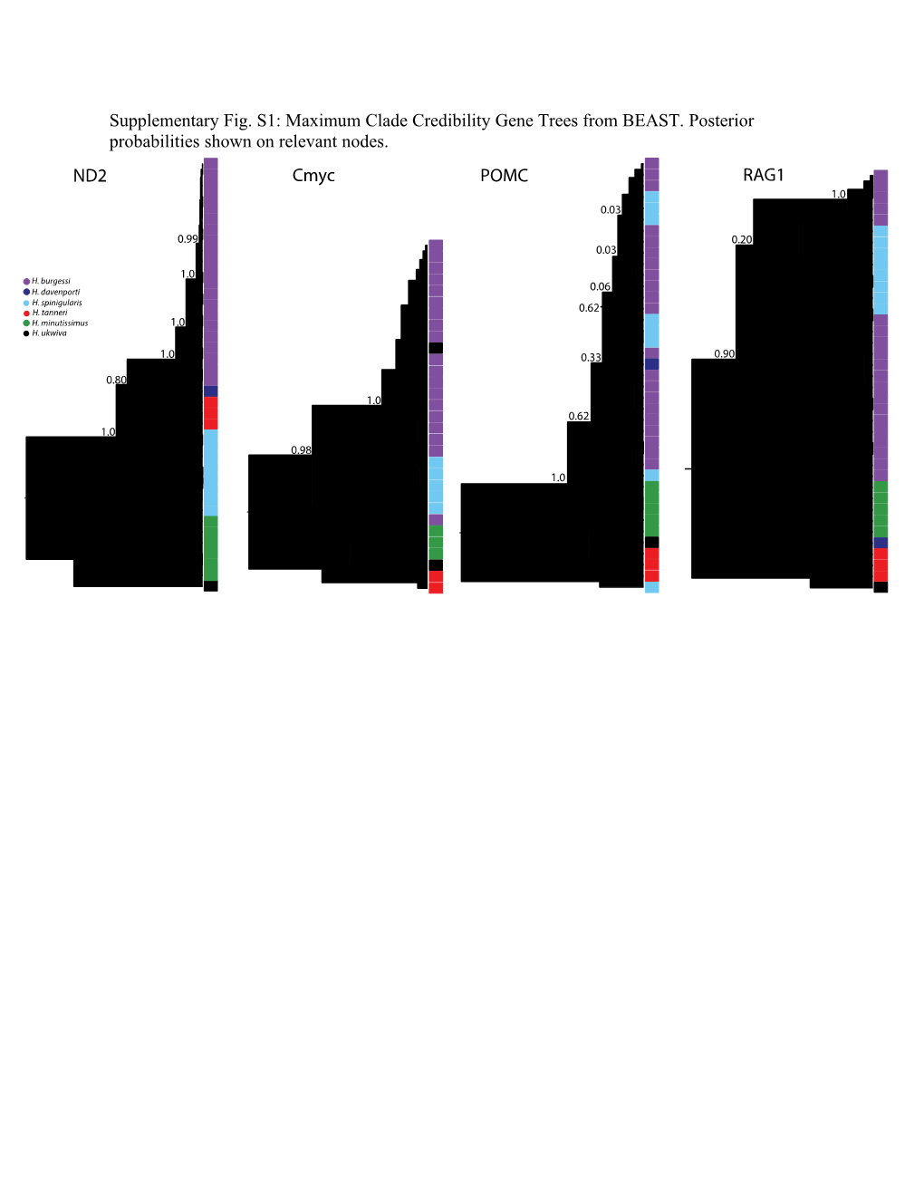 Supplementary Fig. S1: Maximum Clade Credibility Gene Trees from BEAST. Posterior Probabilities