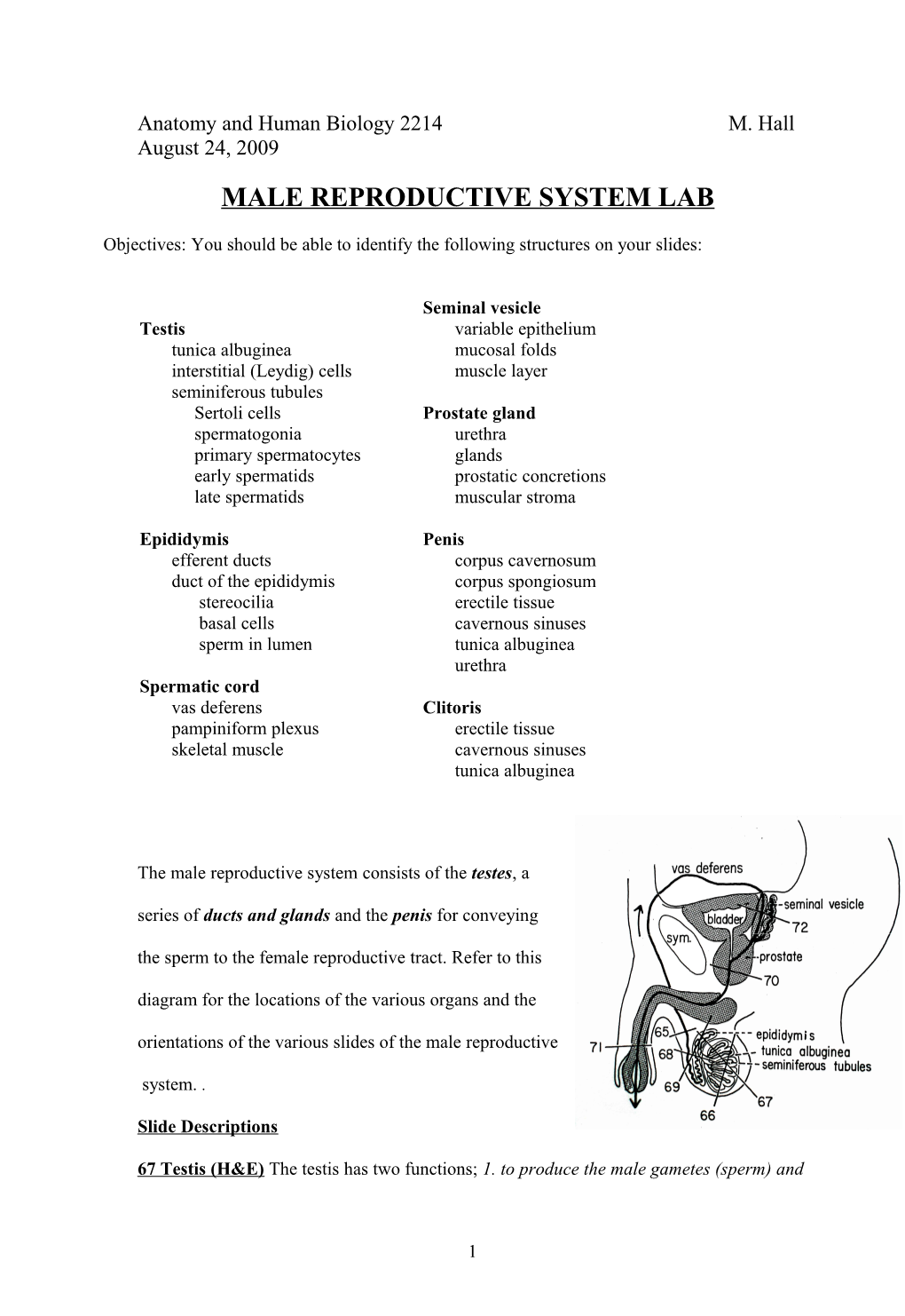 19. Male Reproductive System