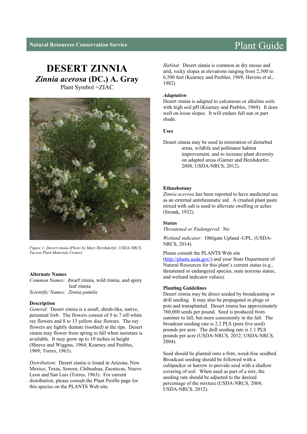 Desert Zinnia (Zinnia Acerosa) Plant Guide