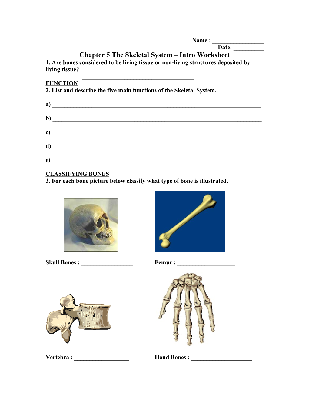 Chapter 5 the Skeletal System Intro Worksheet