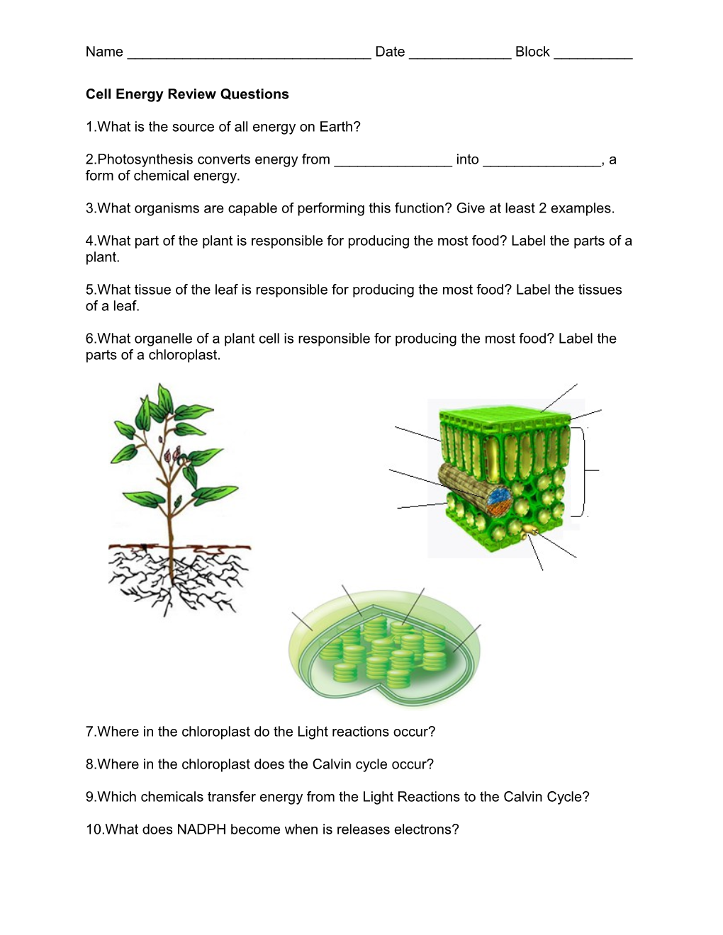 Cell Energy Review Questions