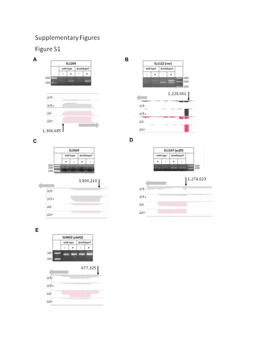 Functional Category Analysis of 1932 Promoters of Annotated Chromosomal SL1344 Orfs That