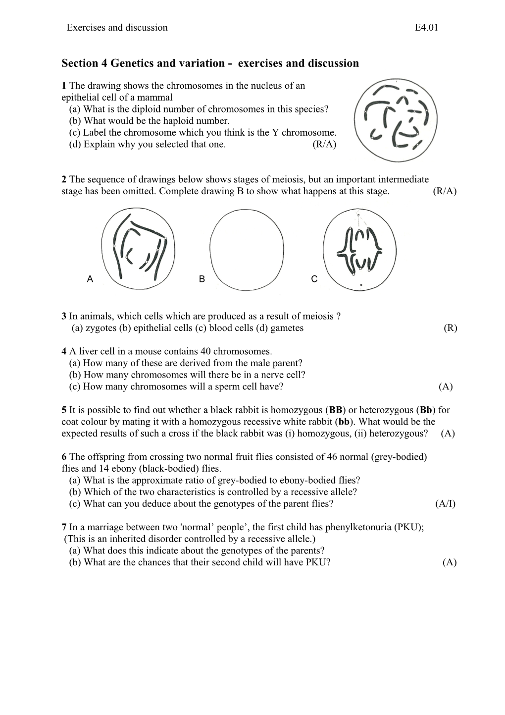 1 the Drawing Shows the Chromosomes in Th Nucleus of an Epithelial (RIA) Cell of a Mammal