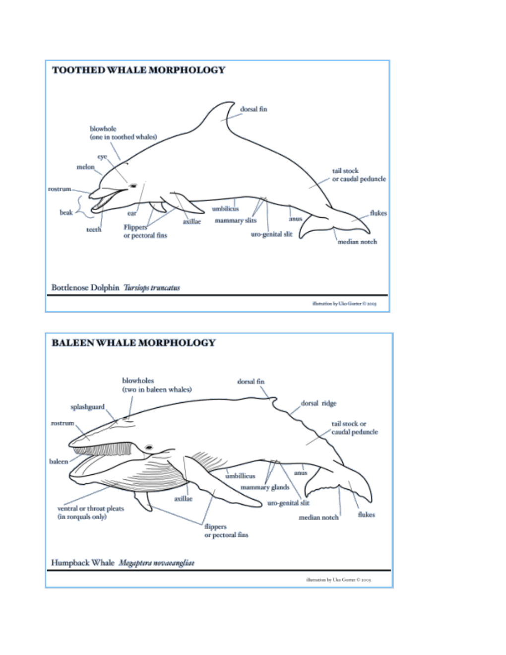 Marine Mammal Practice Test s1