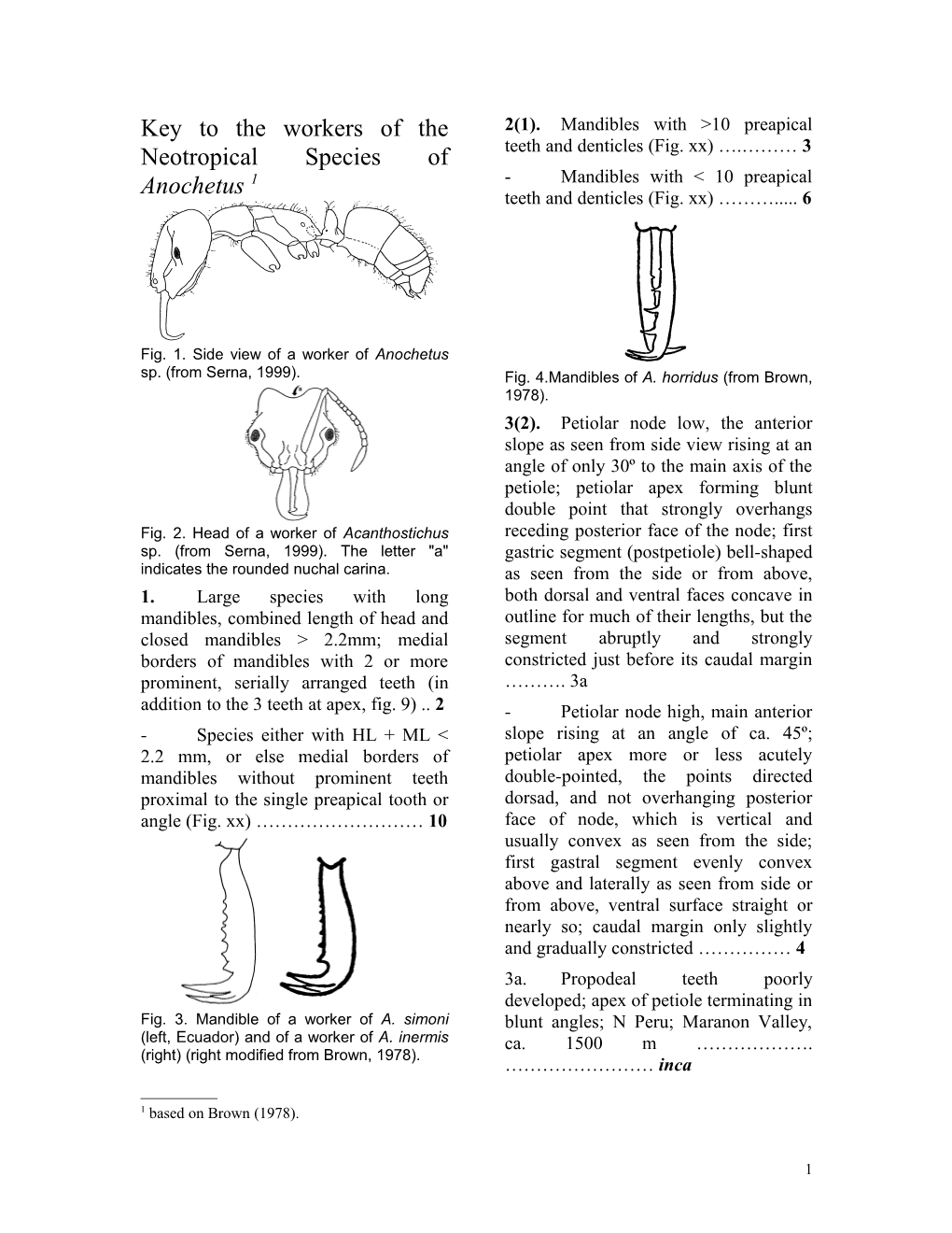 Key to the Workers of the Neotropical Species of Anochetus 1